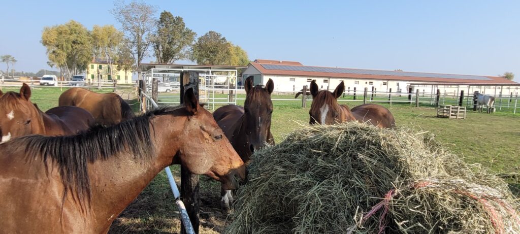 Giornata a cavallo passeggiando tra la Laguna di Caorle e festeggiando