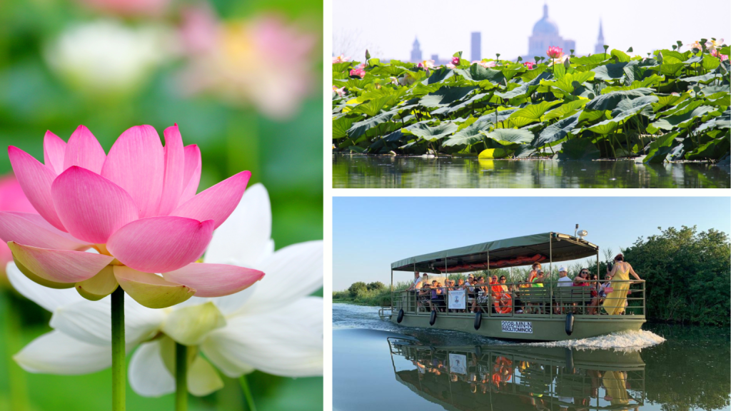 Tour in bici e in barca a Mantova tra i fiori di loto