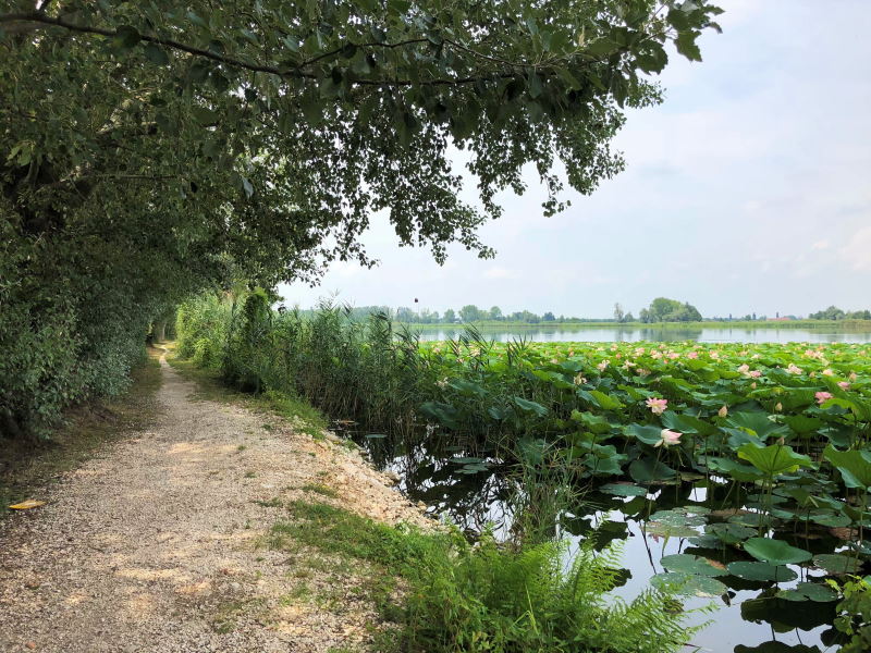 Tour in bici e in barca a Mantova tra i fiori di loto